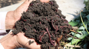 vermicompost